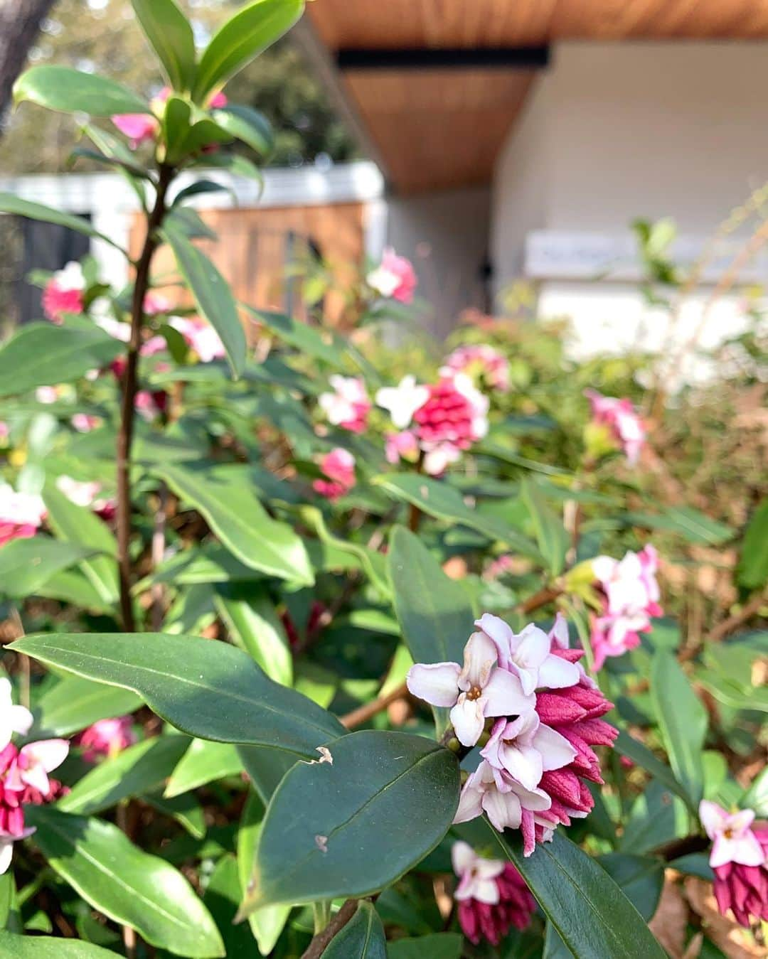 Leau a la boucheのインスタグラム：「・ ✨レストラン　デュパルク(東京都庭園美術館内)のお知らせ✨  レストランデュパルクのエントランスは、ジンチョウゲの香りで華やかになってまいりました。 ・ ルネラリック展スタートから、連日たくさんのお客様が ご来場されていらっしゃいます。 ゆっくり展覧会をお楽しみ頂いた後は、 レストラン デュパルクで、ラリック展コラボ料理を ご堪能くださいませ。 ・ #東京都庭園美術館 #tokyometropolitanartmuseum  #ルネラリック #renelalique  #ラリック展 #東京カフェ #美術館巡り  #美術館好きな人と繋がりたい #美術館好き  #カフェ庭園 #デュパルク #レストランデュパルク  #duparc #cafeteien  #ロアラブッシュ #leaualabouche  #コラボケーキ　#コラボカフェ　#ロアラブッシュ姉妹店 #ジンチョウゲ　#daphne #spring #museumlover #leaualabouche_tokyo」