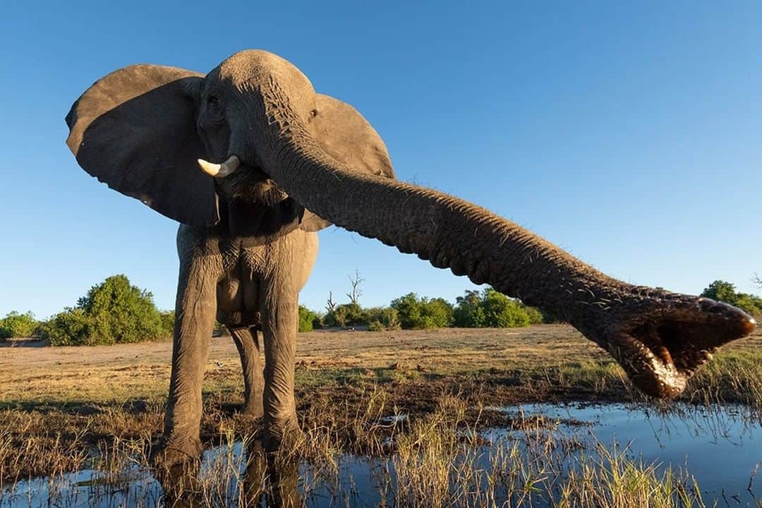 National Geographic Travelさんのインスタグラム写真 - (National Geographic TravelInstagram)「Photo by @daisygilardini | Botswana’s Chobe National Park is home to one of Africa’s largest elephant populations—about 130,000 individuals. The Chobe River is the best place to find these giant, yet sweet and sensitive, creatures.  During my recent visit to the park, this elephant was particularly interested in our boat. He approached slowly and started investigating us, smelling us with his supersensitive trunk and almost touching my lens. Once he decided my noisy camera was harmless, he quickly got bored and went back to grazing. Follow me @DaisyGilardini for more images and stories behind the scenes. #africa #elephant #botswana #chobenationalpark #wildlifephotography」2月12日 18時08分 - natgeotravel