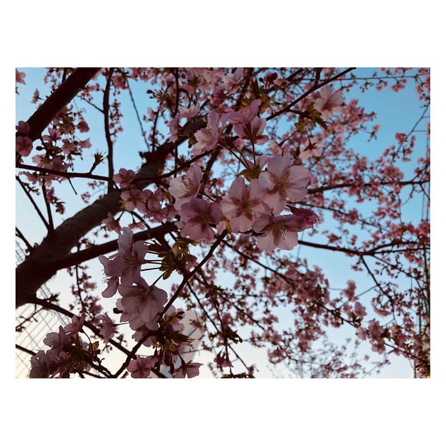 柳野玲子のインスタグラム：「春、見っけ🤗✨ ゴルフ練習場の桜が早くも咲いてました🌸 可愛いなぁ(*´꒳`*) #板橋区 #高島平 #ザゴルフガーデン高島平 #ゴルフ #ゴルフ女子 #桜 #春」