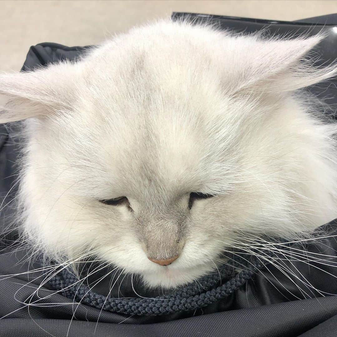 のインスタグラム：「大福くん、定期検診。。😹 ・ #わかるのねー #大福くん #定期検診 #がんばれ #にゃんすたぐらむ  #にゃんこ #ねこ #cat」