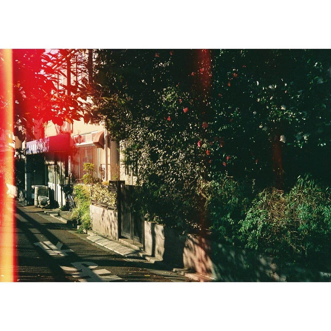 櫻愛里紗さんのインスタグラム写真 - (櫻愛里紗Instagram)「こんばんわに🐊😂﻿ ﻿ ﻿ #film」2月12日 18時53分 - sakura.arisa_official