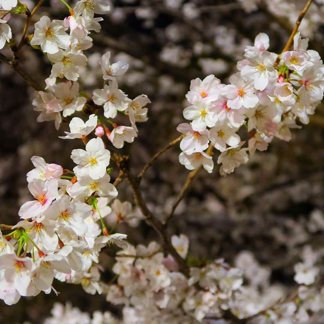 ヒルトン大阪 Hilton Osakaさんのインスタグラム写真 - (ヒルトン大阪 Hilton OsakaInstagram)「今年の桜の開花予想は3月末です！🌸 ﻿ ﻿ 桜の名所、大阪城や造幣局で﻿ 美しい桜に癒されたあとは、﻿ アクセス便利なヒルトン大阪で﻿ ゆったりとした時間をお過ごしください。﻿ ﻿ ご予約▶ @hiltonosaka 公式HP ﻿ LINEお友達追加→【ヒルトン大阪 ダイニング 】で検索﻿ ----------------------------﻿ This year’s forecast is for Sakura (cherry blossoms) to start blooming in Osaka by the end of March.🌸 Plan now for a relaxing time at Hilton Osaka after appreciating the many beautiful cherry blossoms in the most popular and famous spots, such as Osaka Castle Park and Osaka Mint.﻿ ﻿ For official site, please check → @hiltonosaka ===========================﻿ #ヒルトン大阪 #ヒルトンホテル #大阪 #桜 #お花見 #2020桜 #さくら #サクラ #春 #春休み #春休み旅行　#桜2020 #大阪城 #造幣局桜の通り抜け #造幣局 #大阪旅行 #さくら🌸 #花 #桜色 #お花 #お花のある暮らし #お花好きな人と繋がりたい #花見 #HiltonOsaka #Osaka #Hiltonhotel #Sakura #Spring #cherryblossom #cherryblossoms」2月12日 19時00分 - hiltonosaka
