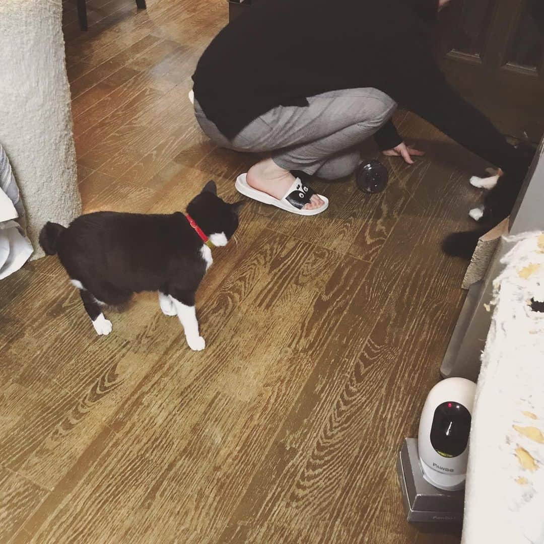 もじゃころのインスタグラム：「具「わたしがいるのに…あいちゃんが イッヌとあそんでる…ゆるせない…」 #チョッチュ具志コロペッペ  #ボーダーコリ男」