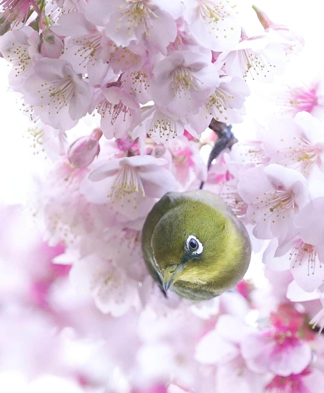 masayaさんのインスタグラム写真 - (masayaInstagram)「silvereye  熱海桜とメジロ #cherryblossoms #メジロ #さくら  #桜」2月12日 19時50分 - moonlightice