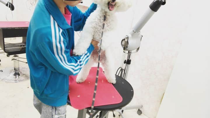 のインスタグラム：「﻿ 今日も楽しくお仕事😁﻿ ﻿ 大好きなぷー太郎くん❤️﻿ ﻿ 先週見るからに機嫌が⬇️だったので﻿ トリミング当日にトリミングしない﻿ っていう選択をさせてくださりご理解頂き﻿ 本当にありがとうございます🙇‍♂️﻿ ﻿ ﻿ 日にち変更してもらって﻿ 今日がトリミングでした‼️﻿ ﻿ 今日はなかなか穏やかに﻿ トリミングできたので﻿ 先週トリミングしなかったのは正解だったかなー😁﻿ ﻿ ﻿ ■■■■■■■■■■■■■■■■■■■﻿ 🌟YouTubeはじました🌟　﻿ プロフィールリンクから見てみてください😉 ﻿ ■■■■■■■■■■■■■■■■■■■﻿ ﻿ ﻿  #トリマー ﻿#trimmer ﻿#グルーマー﻿ #instadog ﻿#dogstagram ﻿#슈나우저﻿ #トリミング #ブレちゃん ﻿#BOKUMO取扱店﻿ #훈육미용　#긍정미용사  #훈육미용사 #긍정미용사 #훈육미용사 #남자애견미용사 #애견미용사 #애견미용 #펫스타일리스트 #강아지미용  #petgrooming #doggrooming」
