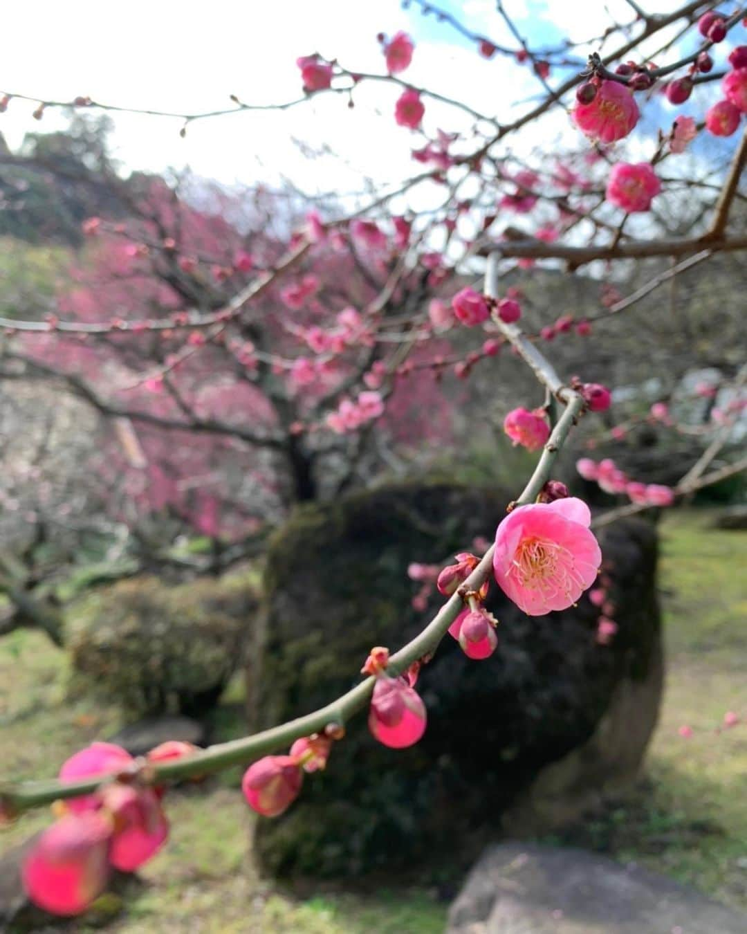 木部さんさんのインスタグラム写真 - (木部さんInstagram)「この時の熱海梅園はまだ3分咲きでした！﻿ ﻿ ﻿ ﻿ もうそろそろ満開かな？🤔﻿🌸 ﻿ ﻿ ﻿ 一番最後の写真はヨーヨーの大道芸人さんです！🪀✨﻿ ﻿ ﻿ ﻿ ﻿ ﻿ #梅の花 #いい香り #梅祭り #熱海梅園 #静岡県 #蝋梅の花 #綺麗な花 #いい景色 #plumblossom #plumblossomfestival #atamiplumgarden #shizuoka #wintersweet #beautifulflowers #japan🇯🇵 #梅の木 #godaian2020 #五代庵」2月12日 20時03分 - kibe_dayo