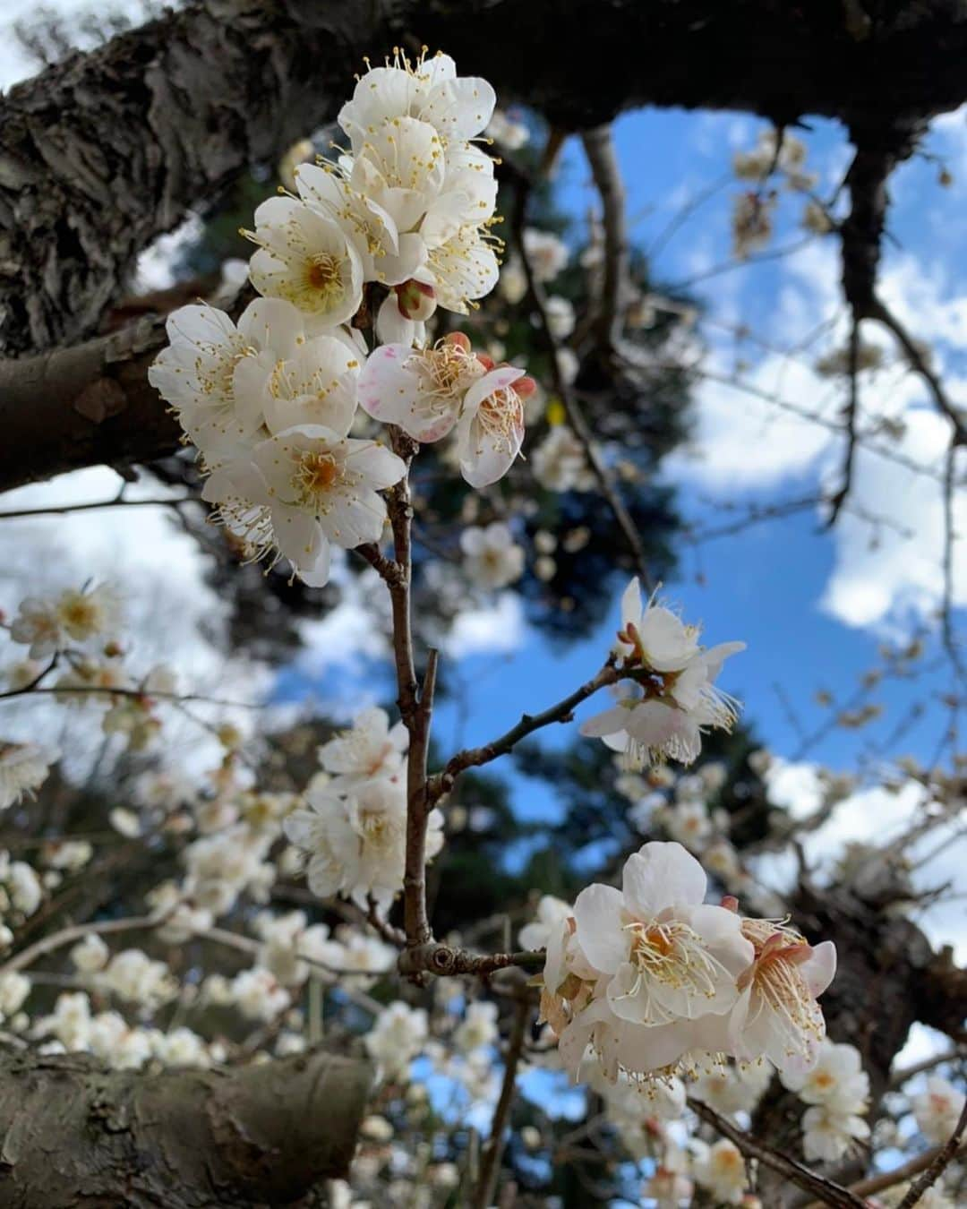 木部さんさんのインスタグラム写真 - (木部さんInstagram)「この時の熱海梅園はまだ3分咲きでした！﻿ ﻿ ﻿ ﻿ もうそろそろ満開かな？🤔﻿🌸 ﻿ ﻿ ﻿ 一番最後の写真はヨーヨーの大道芸人さんです！🪀✨﻿ ﻿ ﻿ ﻿ ﻿ ﻿ #梅の花 #いい香り #梅祭り #熱海梅園 #静岡県 #蝋梅の花 #綺麗な花 #いい景色 #plumblossom #plumblossomfestival #atamiplumgarden #shizuoka #wintersweet #beautifulflowers #japan🇯🇵 #梅の木 #godaian2020 #五代庵」2月12日 20時03分 - kibe_dayo