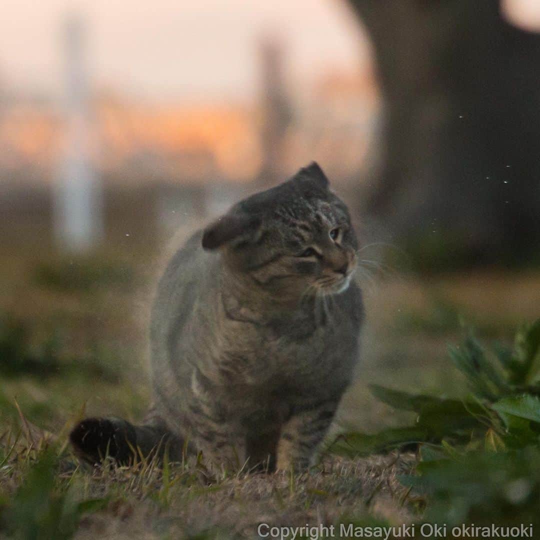 Masayukiさんのインスタグラム写真 - (MasayukiInstagram)「どろんこさん。  #cat #ねこ」2月12日 20時33分 - okirakuoki