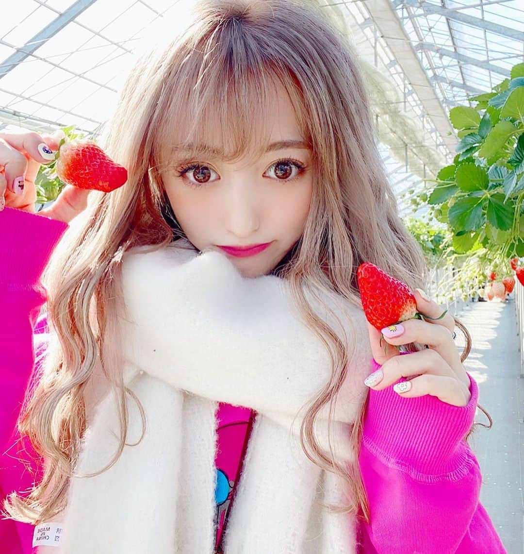 ひなたろす（佐原ひなた）さんのインスタグラム写真 - (ひなたろす（佐原ひなた）Instagram)「#イチゴ狩り 🍓﻿ ﻿ #川越小江戸 に行ったんだけど﻿ 綺麗すぎるし何より広すぎて﻿ イチゴが巨大だったし美味しすぎたよ🐻❤️﻿ ﻿ まだまだやってるみたいだから﻿ 予約必須でいくべき！イチゴ大好きすぎて﻿ ずーっと食べれる😭💘﻿ ﻿ ３０分制限なのがあっという間すぎた！﻿ ﻿ #いちごがり #いちご　#川越 ﻿#followｍe #likeforlikes  #dior #表参道カフェ #原宿カフェ #表参道cafe #カフェ巡り #cafe #cafestagram #カフェ好きな人と繋がりたい #神宮前カフェ #渋谷カフェ #soul #韓国カフェ　#ピンクカフェ　#カフェ　　#銀座カフェ　#銀座」2月12日 20時27分 - saharahinata