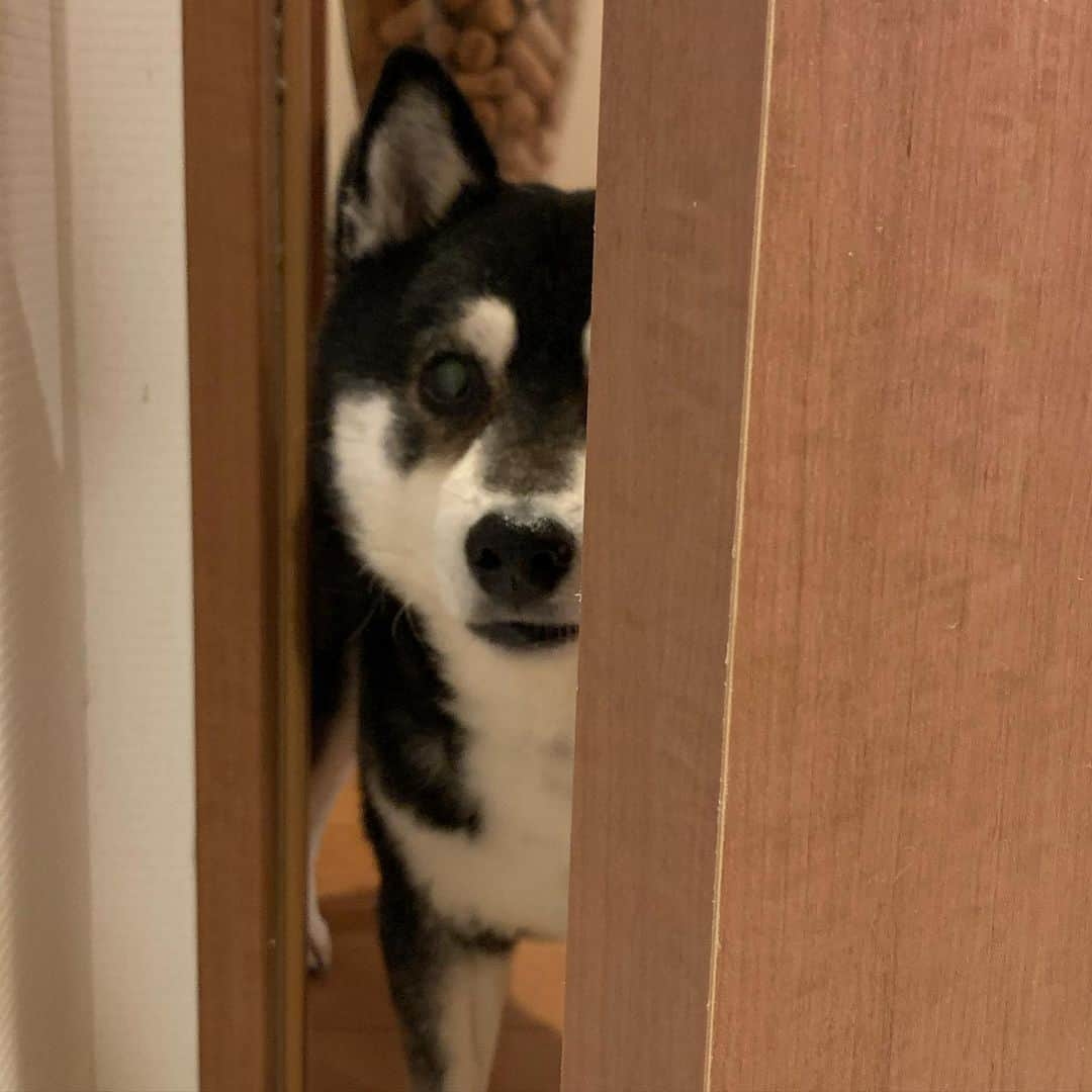 くろさんのインスタグラム写真 - (くろInstagram)「覗き見豆👀 #覗き見犬 #犬かわいい #豆も気になるぅ #kuroshiba #blackshiba #shibainu #shibastagram #instadog #dogstagram #柴犬 #黒柴 #黑柴 #日本犬 #和犬 #シニア犬 #癒し犬 #いぬら部 #ふわもこ部 #柴犬部 #モフモフ生命体 #柴犬のいる暮らし #わんこのいる暮らし #わんこのいる生活 #わんこと一緒 #わんダフォ #わんだふるJapan」2月13日 6時38分 - m6bmw