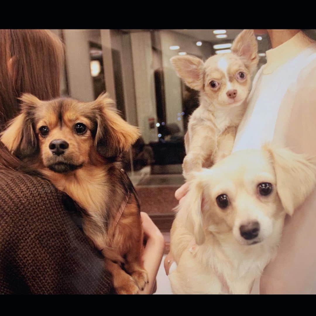 ゆがつくひとのインスタグラム：「. 愛犬お宿編🎀 . 夕飯食べてからまったりしてたら 撮影スポット🌟を見つけて、 浴衣に着替えさせてからパシャリ👘 . ちゃむてぃなママが一眼レフで たくさん撮影してくれたっ😢💕💕 . 全部可愛すぎて載せきれない🤭 . からのちゃむりんてぃなちゃんと 2日目の朝もお宿にある ドックランでたくさん走ったよ🐶❤️ . 最後の写真はてぃなちゃんと イチャついてる所を撮って頂いた🤣 . まだまだ続きます✧‧˚✧‧˚ . #愛犬お宿 #愛犬と旅行 #愛犬とお出かけ  #愛犬との暮らし #わんこのいる生活  #わんこなしでは生きていけません会  #わんこのいる生活 #わんこ部  #いぬすたぐらむ #幸せ #楽しすぎた  #伊豆高原 #女子旅 #女子会」