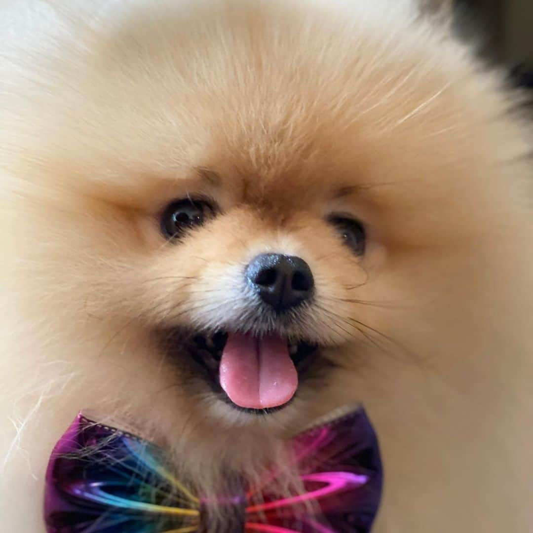 Shilaさんのインスタグラム写真 - (ShilaInstagram)「We wanna thank our sweet friend @nugget_thefoxpom  for the beautiful bow ties! 🎀🤗.. We love you! 💕💖」2月12日 22時51分 - shila_the_pom