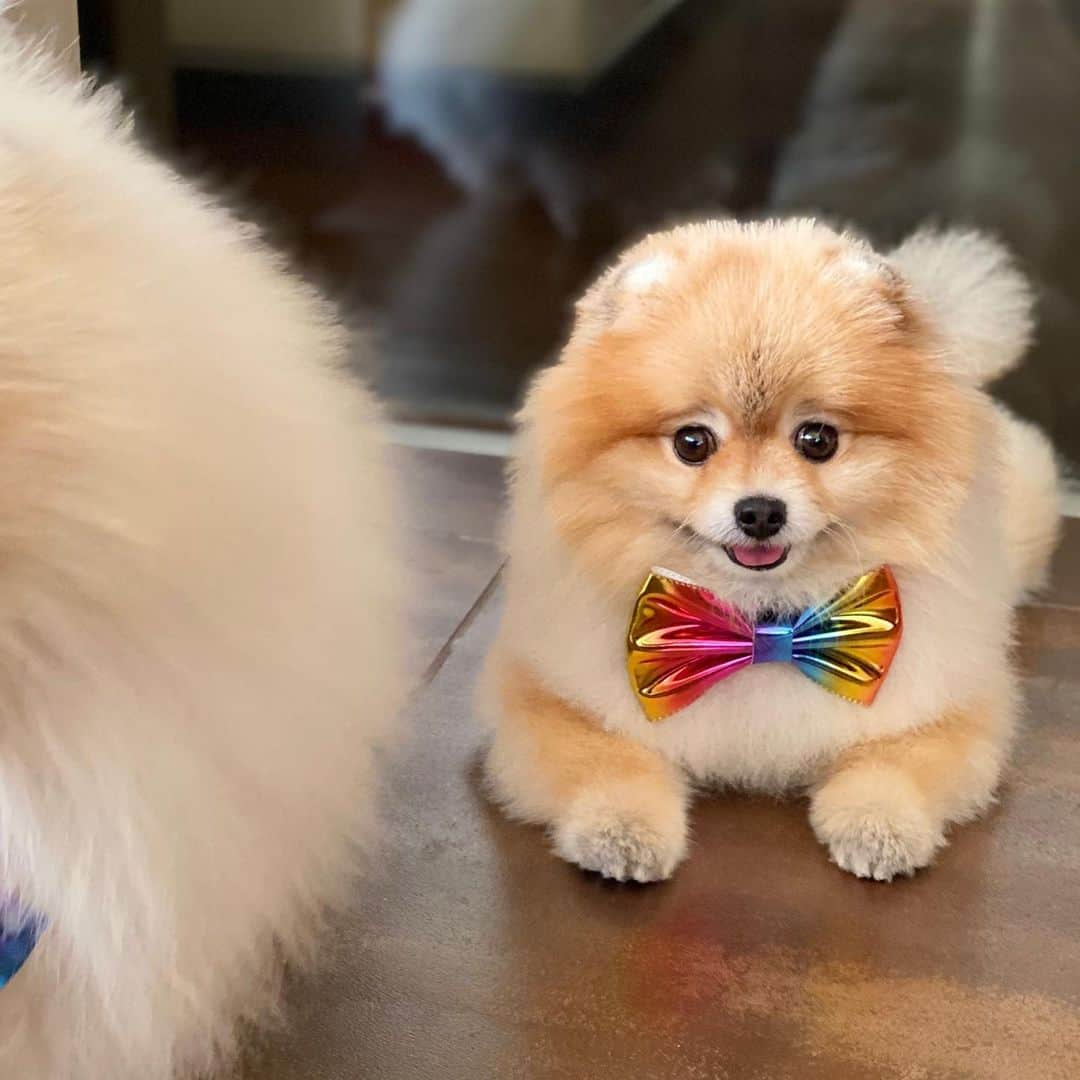 Shilaさんのインスタグラム写真 - (ShilaInstagram)「We wanna thank our sweet friend @nugget_thefoxpom  for the beautiful bow ties! 🎀🤗.. We love you! 💕💖」2月12日 22時51分 - shila_the_pom