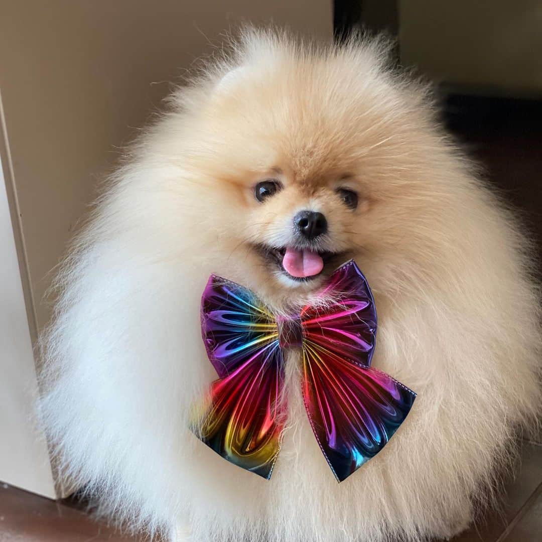 Shilaさんのインスタグラム写真 - (ShilaInstagram)「We wanna thank our sweet friend @nugget_thefoxpom  for the beautiful bow ties! 🎀🤗.. We love you! 💕💖」2月12日 22時51分 - shila_the_pom