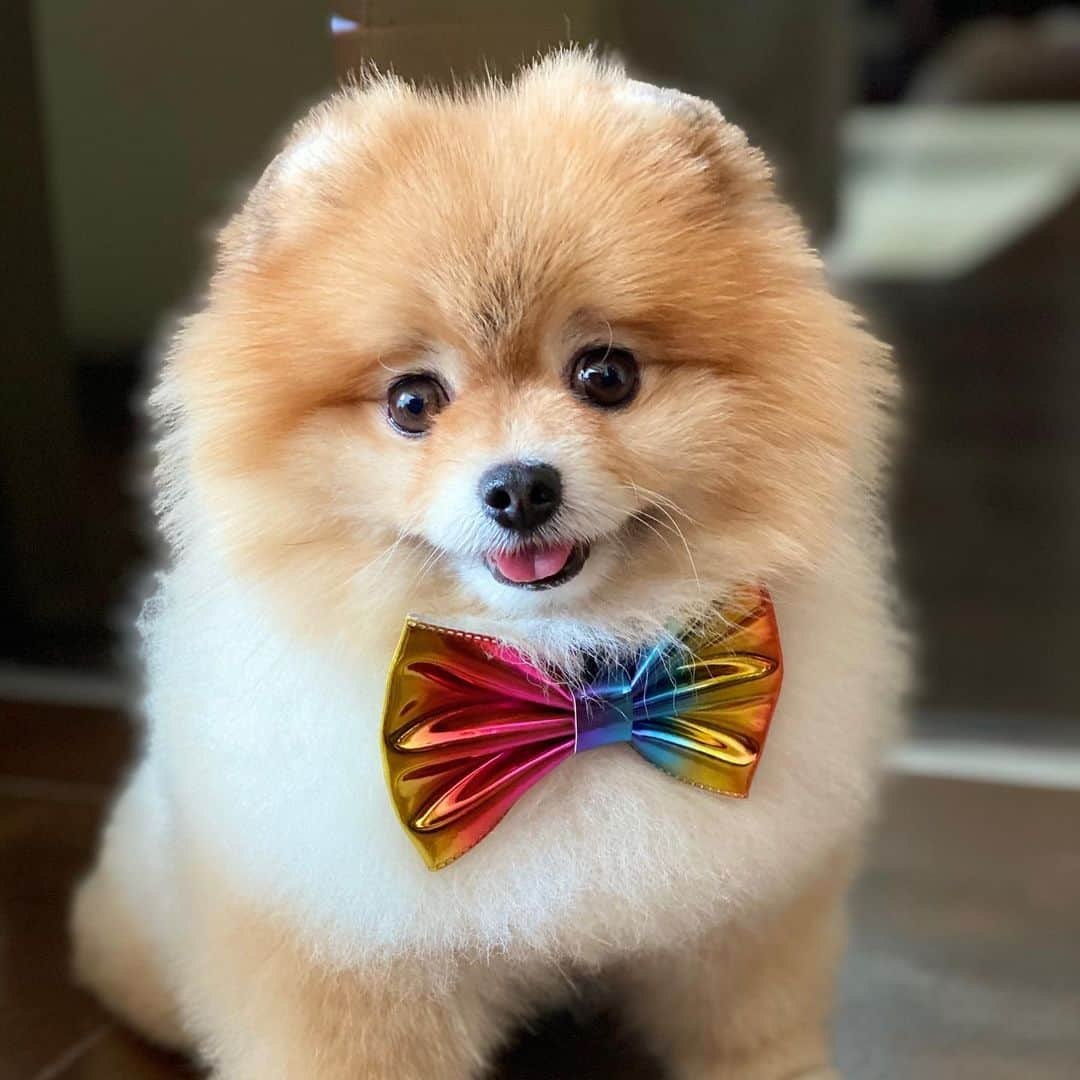 Shilaさんのインスタグラム写真 - (ShilaInstagram)「We wanna thank our sweet friend @nugget_thefoxpom  for the beautiful bow ties! 🎀🤗.. We love you! 💕💖」2月12日 22時51分 - shila_the_pom