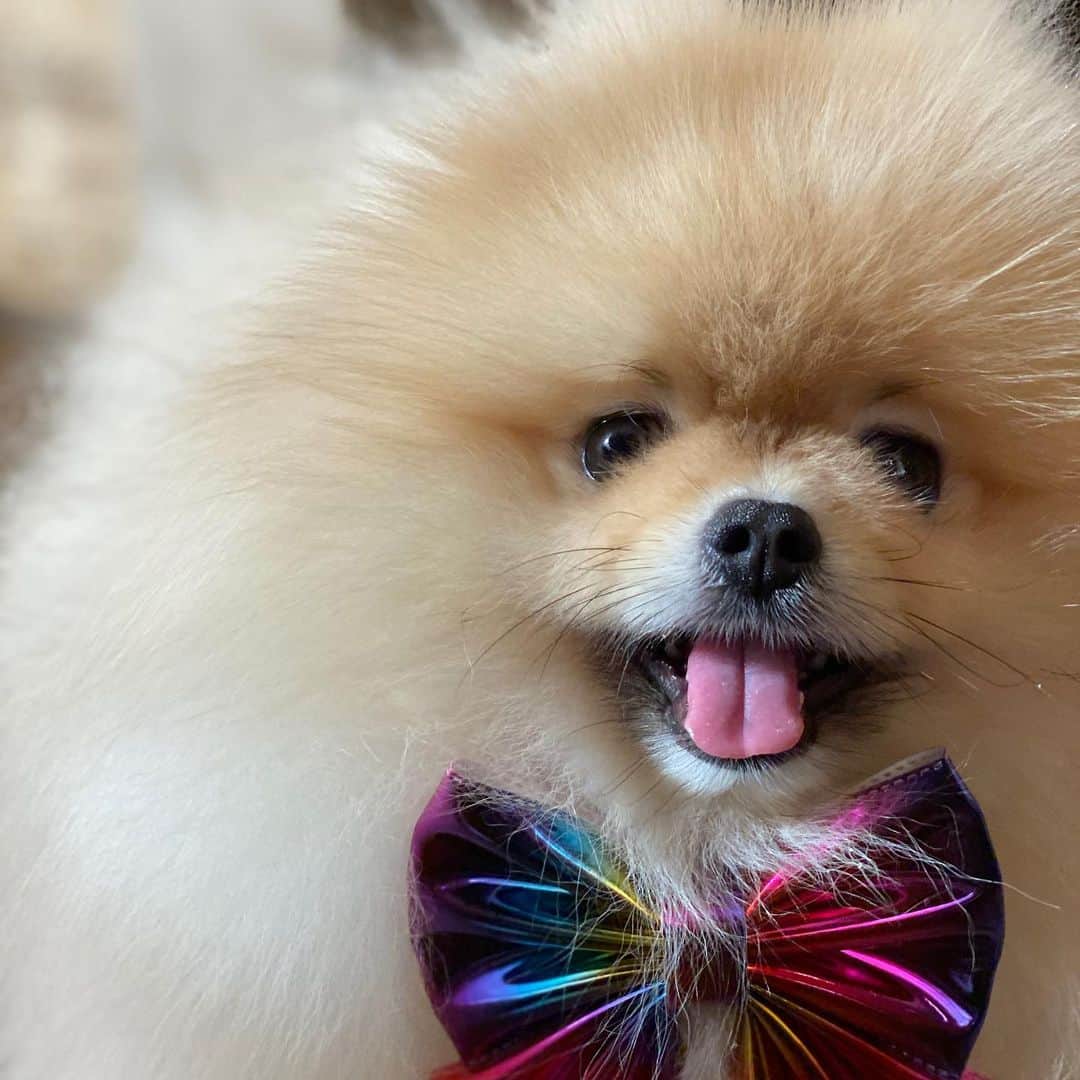Shilaさんのインスタグラム写真 - (ShilaInstagram)「We wanna thank our sweet friend @nugget_thefoxpom  for the beautiful bow ties! 🎀🤗.. We love you! 💕💖」2月12日 22時51分 - shila_the_pom
