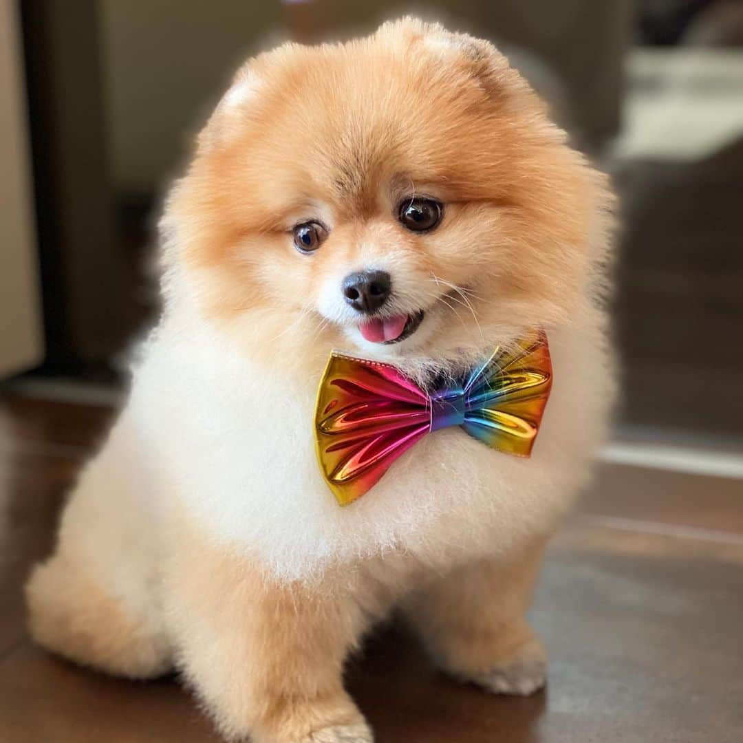 Shilaさんのインスタグラム写真 - (ShilaInstagram)「We wanna thank our sweet friend @nugget_thefoxpom  for the beautiful bow ties! 🎀🤗.. We love you! 💕💖」2月12日 22時51分 - shila_the_pom