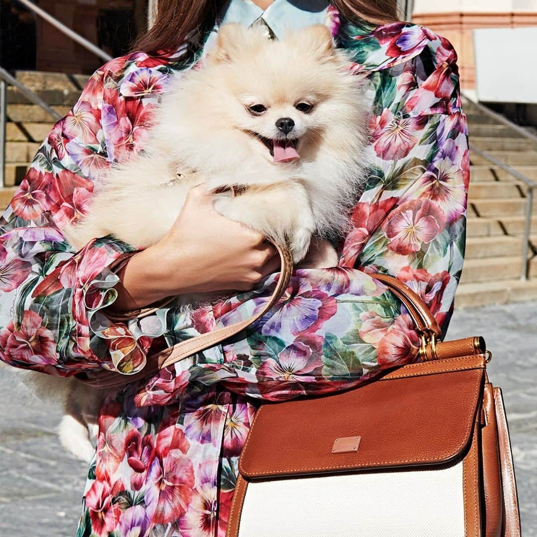 ドルチェ&ガッバーナさんのインスタグラム写真 - (ドルチェ&ガッバーナInstagram)「Just look at Angy soaking up the love with her owner. #DGLovesAngy #DolceGabbana #DGSicily58」2月12日 23時01分 - dolcegabbana