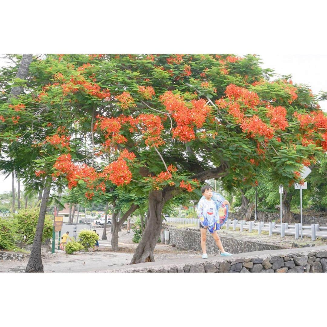 ユッコのインスタグラム：「. 🍄ミチのすきなことわざはね、 ひとのふりみて　わがふりなおせ なんだ！ . 👩ヘェ〜 誰かが悪いことしてたら 自分はそうしないって意味だよ？ . 🍄え！？ やっぱ　えびでたいをつる　でいいや。 . . . #ミチ語録 . . ミチ、はやくちことば言えるよ！ となりのひとは、よくカキをくうなぁ . . ミチ、お笑い芸人になったら アブラボウズって名前にしていい？ . . タンタンって いい子だね〜って言われたくて うんちしてんのかな」