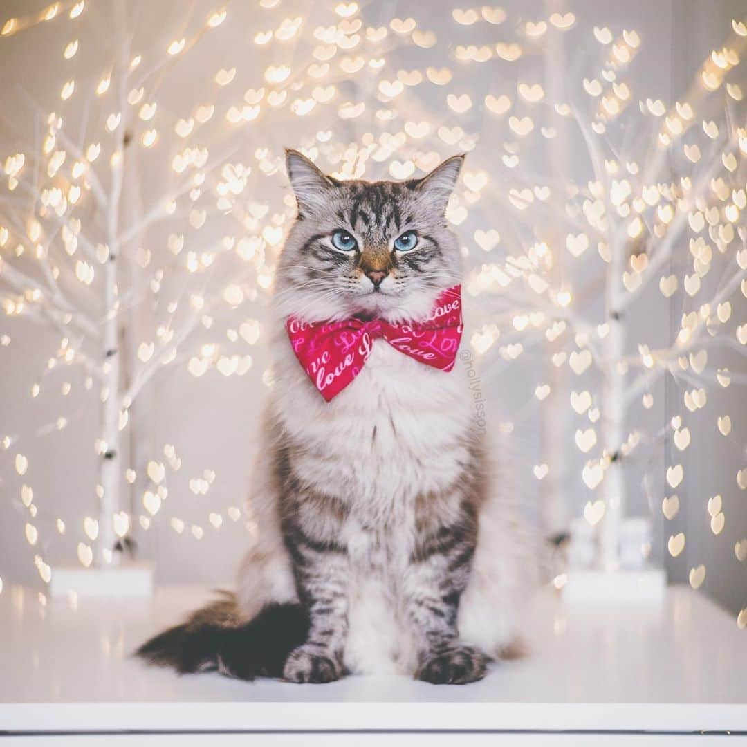 Holly Sissonさんのインスタグラム写真 - (Holly SissonInstagram)「Finnegan is ready for Valentines Day!  #toronto #cat #SiberianCat #valentines #Petzval #PetzvalArtLens #Petzval85 #bokeh (See more of Alice, Finnegan, and Oliver, on @pitterpatterfurryfeet) ~ Canon 1D X + Lomography Petzval 85 Art Lens  See my bio for full camera equipment information plus info on how I process my images. 😊」2月12日 23時18分 - hollysisson