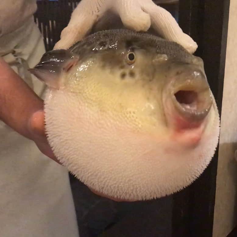 佐野優子のインスタグラム：「. 🐡🐡🐡🐡🐡🐡 愛おしいふぐでした♡ . 美味しく頂きました😋🙏🏻 . #ふぐ #河豚」