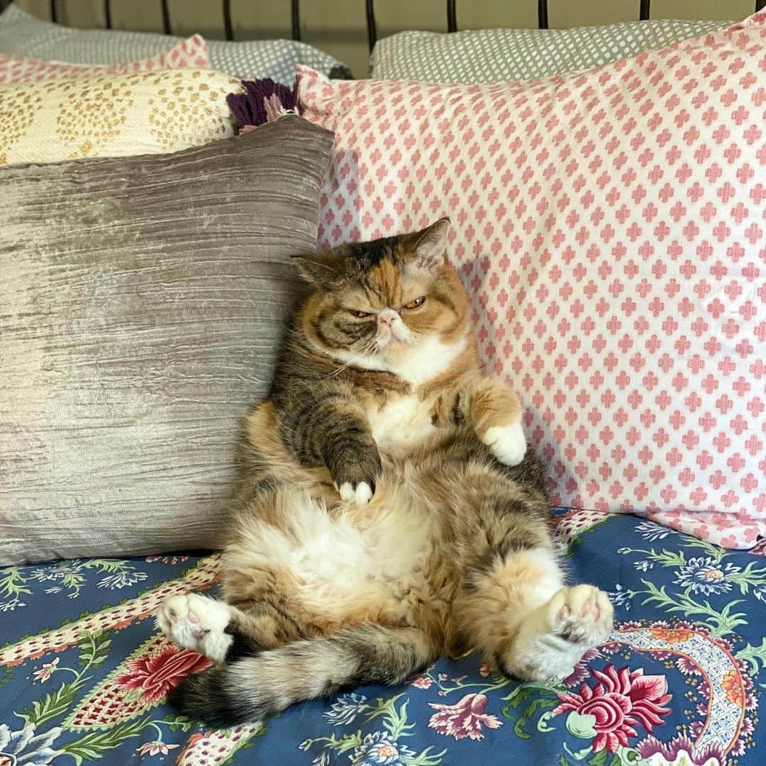 Tinaのインスタグラム：「I just want to lay my head on that Wheezy belly 🥰」