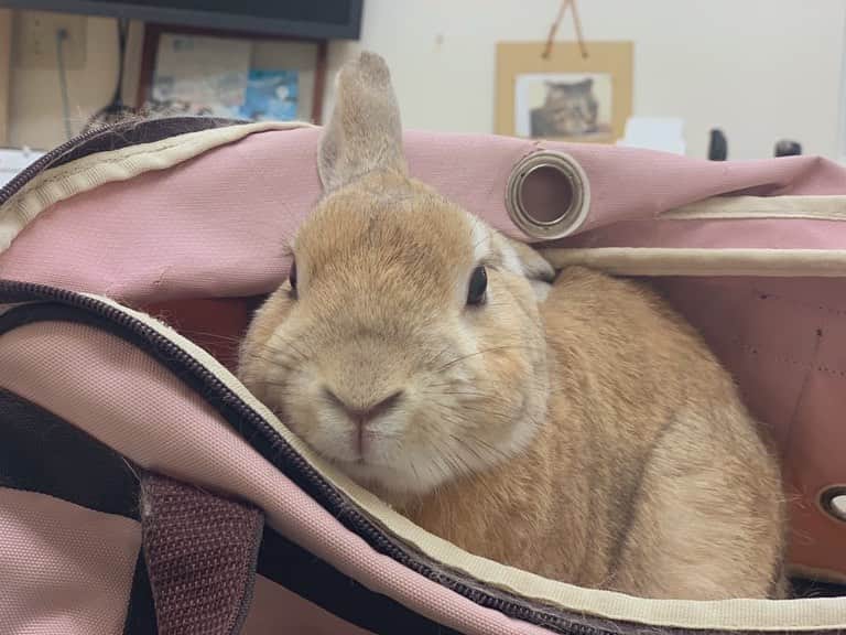 のインスタグラム：「今日はあれくの健康診断へ🐰🐾 換毛期なので、おしりまわりだけでも抜け毛がこんなにたくさん！この毛たちがお腹でつまると、うさぎは命に関わるので（毛球症こわい）ブラッシングや食事で慎重にケアしてあげないといけません。  検診結果は今回も問題なし🎵 あれくは今年の夏で10歳。 元気に長生きしようね！♥️ #うさぎのいる生活 #ミニウサギ #換毛期うさぎ  #rabbitstagram」