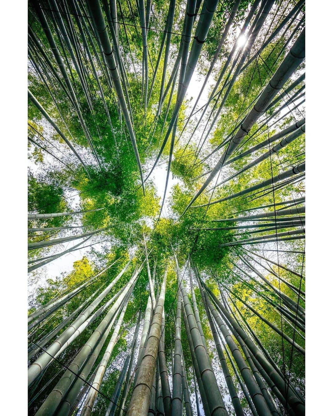 VuTheara Khamさんのインスタグラム写真 - (VuTheara KhamInstagram)「I'll be traveling Japan to discover less visited parts of this country through two prefectures.  #Kanagawa & Niigata.  This is Houkokuji, a temple in eastern Kamakura with a beautiful bamboo garden. #UnknownJapan #visitjapanjp @visitjapanjp」2月12日 23時58分 - vutheara