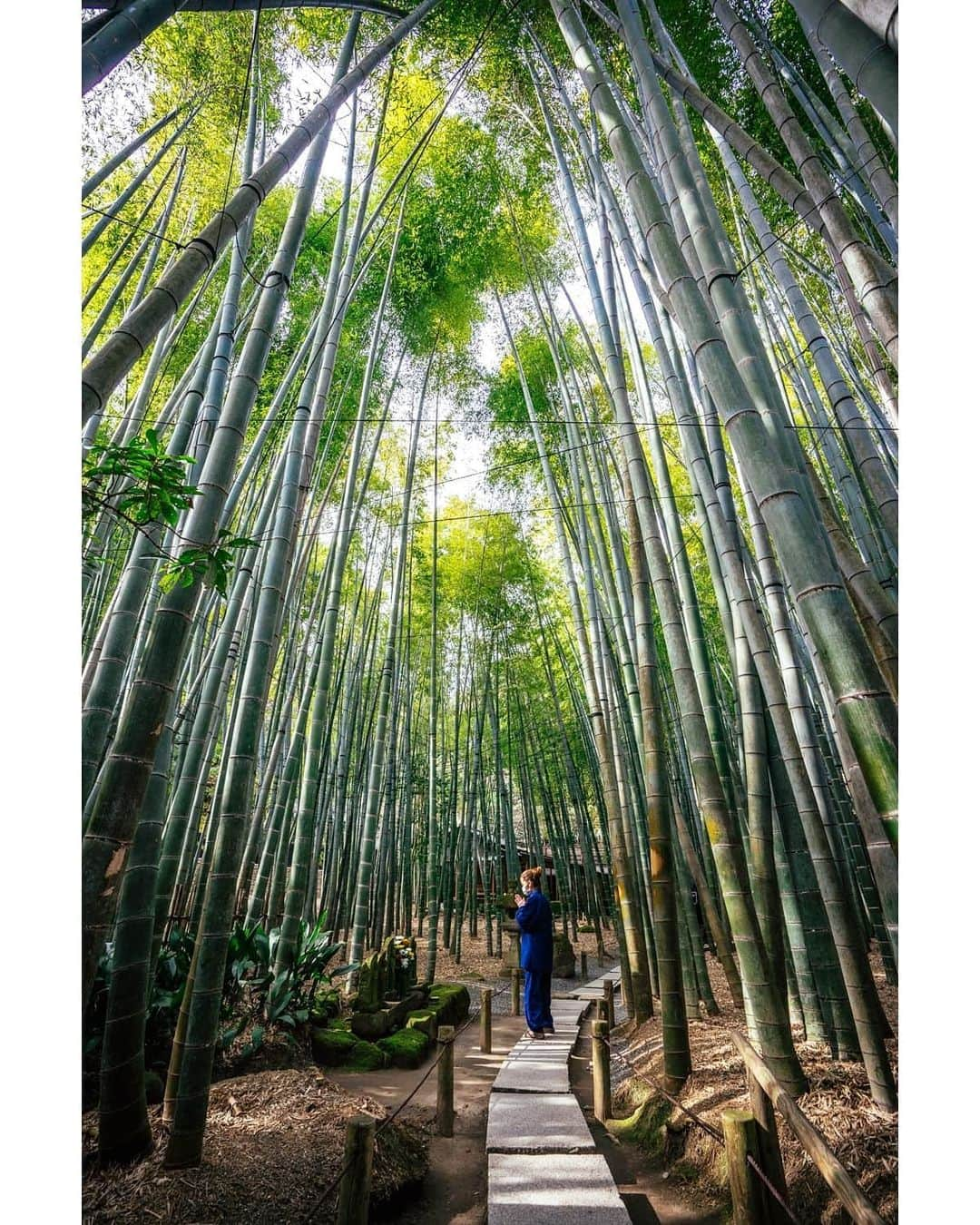 VuTheara Khamさんのインスタグラム写真 - (VuTheara KhamInstagram)「I'll be traveling Japan to discover less visited parts of this country through two prefectures.  #Kanagawa & Niigata.  This is Houkokuji, a temple in eastern Kamakura with a beautiful bamboo garden. #UnknownJapan #visitjapanjp @visitjapanjp」2月12日 23時58分 - vutheara