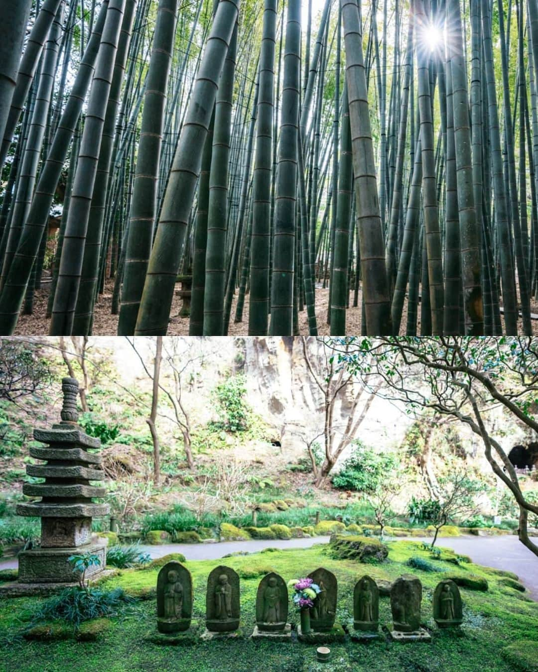 VuTheara Khamさんのインスタグラム写真 - (VuTheara KhamInstagram)「I'll be traveling Japan to discover less visited parts of this country through two prefectures.  #Kanagawa & Niigata.  This is Houkokuji, a temple in eastern Kamakura with a beautiful bamboo garden. #UnknownJapan #visitjapanjp @visitjapanjp」2月12日 23時58分 - vutheara