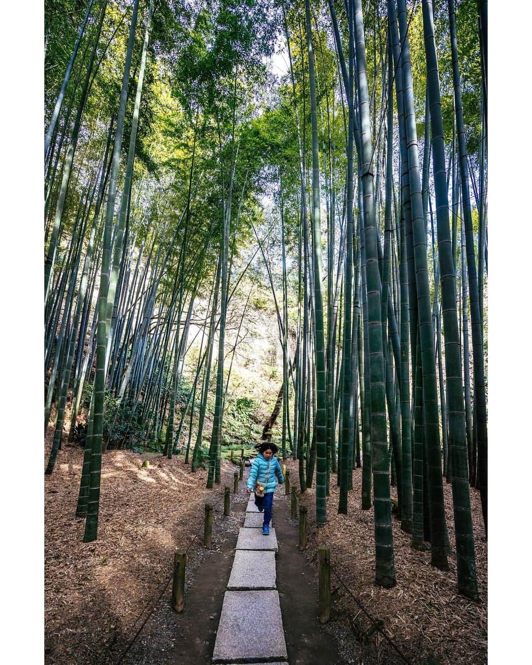 VuTheara Khamさんのインスタグラム写真 - (VuTheara KhamInstagram)「I'll be traveling Japan to discover less visited parts of this country through two prefectures.  #Kanagawa & Niigata.  This is Houkokuji, a temple in eastern Kamakura with a beautiful bamboo garden. #UnknownJapan #visitjapanjp @visitjapanjp」2月12日 23時58分 - vutheara