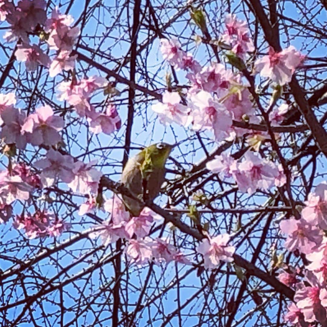 金子三勇士さんのインスタグラム写真 - (金子三勇士Instagram)「Sakura & Mejiro bird #Sakura #Fukuoka #Japan #Cherryblossoms #bird #Kyushu #Spring #桜 #福岡 #日本 #メジロ #鳥さん #こんにちは」2月13日 0時11分 - miyujikaneko_official