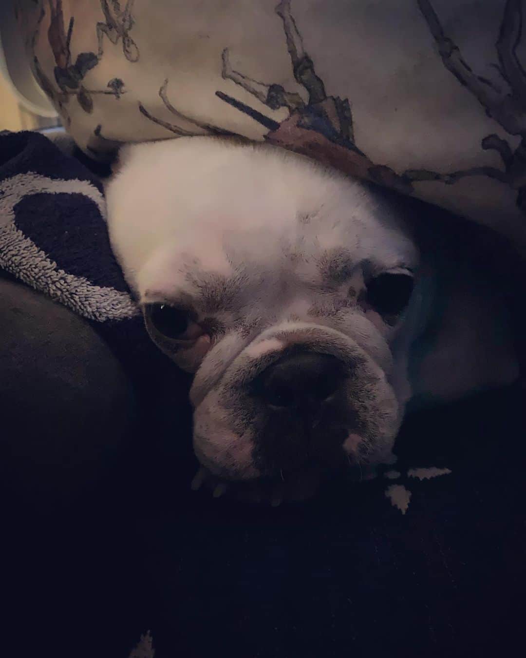 鑑田幸代のインスタグラム：「挟まれっ子🐷 #frenchbulldog  #frenchbulldogs  #french_bulldogs  #frenchie  #buhi  #ハニーパイド #フレブル  #グース #グーちゃん」