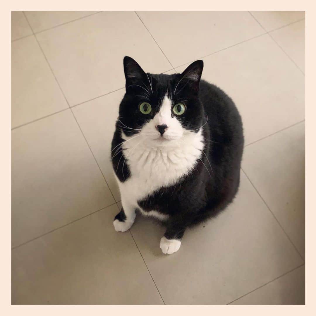 パンといっぴきのインスタグラム：「#元保護猫 #ハチワレ #白黒猫 #blackandwhitecat #tuxedocat」