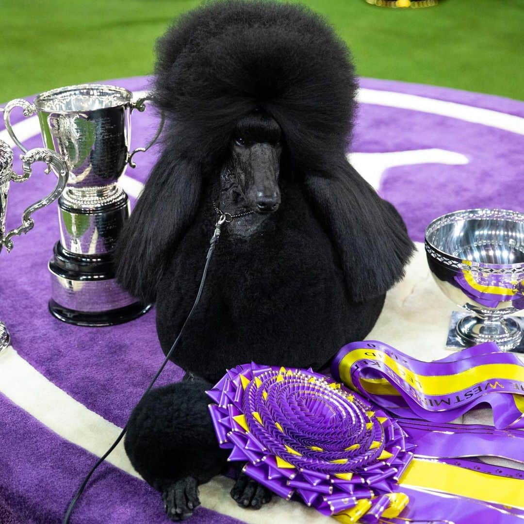 ニューヨーク・タイムズさんのインスタグラム写真 - (ニューヨーク・タイムズInstagram)「Siba, the black standard poodle who won best in show at the 144th @westminsterkennelclub, sat as regal (and coiffed) as Cleopatra and completely unperturbed by the fuss as photographers tried to get her to look at them by shouting her name. It did not work — the champion was relaxing, surrounded by her trophies and ribbons. “She always knows when she’s won,” said her handler, Chrystal Murray. Tap the link in our bio and check out our Story for more on the poodle who took the top prize, defeating a final group of contenders that included a wildly popular golden retriever and 2 repeat best in show contestants. @callakessler took this photo.」2月13日 1時04分 - nytimes