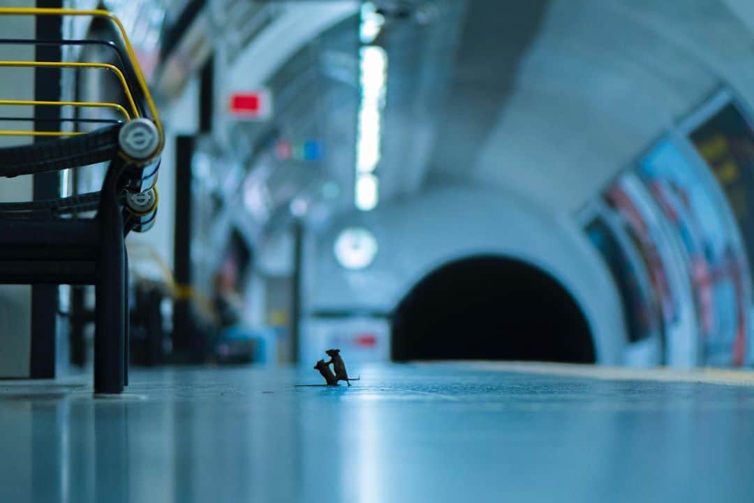 @LONDON | TAG #THISISLONDONさんのインスタグラム写真 - (@LONDON | TAG #THISISLONDONInstagram)「📸 Wildlife Photographer Of The Year 📸 Congratulations to @samrowleywild who has collected this years prize with “Station Squabble” - 2 mice having a fight over food taken in London’s underground. Sam lay patiently waiting on the platform floor to capture the spat! 🐁💥🐁 Please congratulate him! 🙏🏼📸❤️ ___________________________________ Feature via @evening.standard with @pa photo feat. Sam Rowley/Wildlife Photographer of the Year」2月13日 2時02分 - london