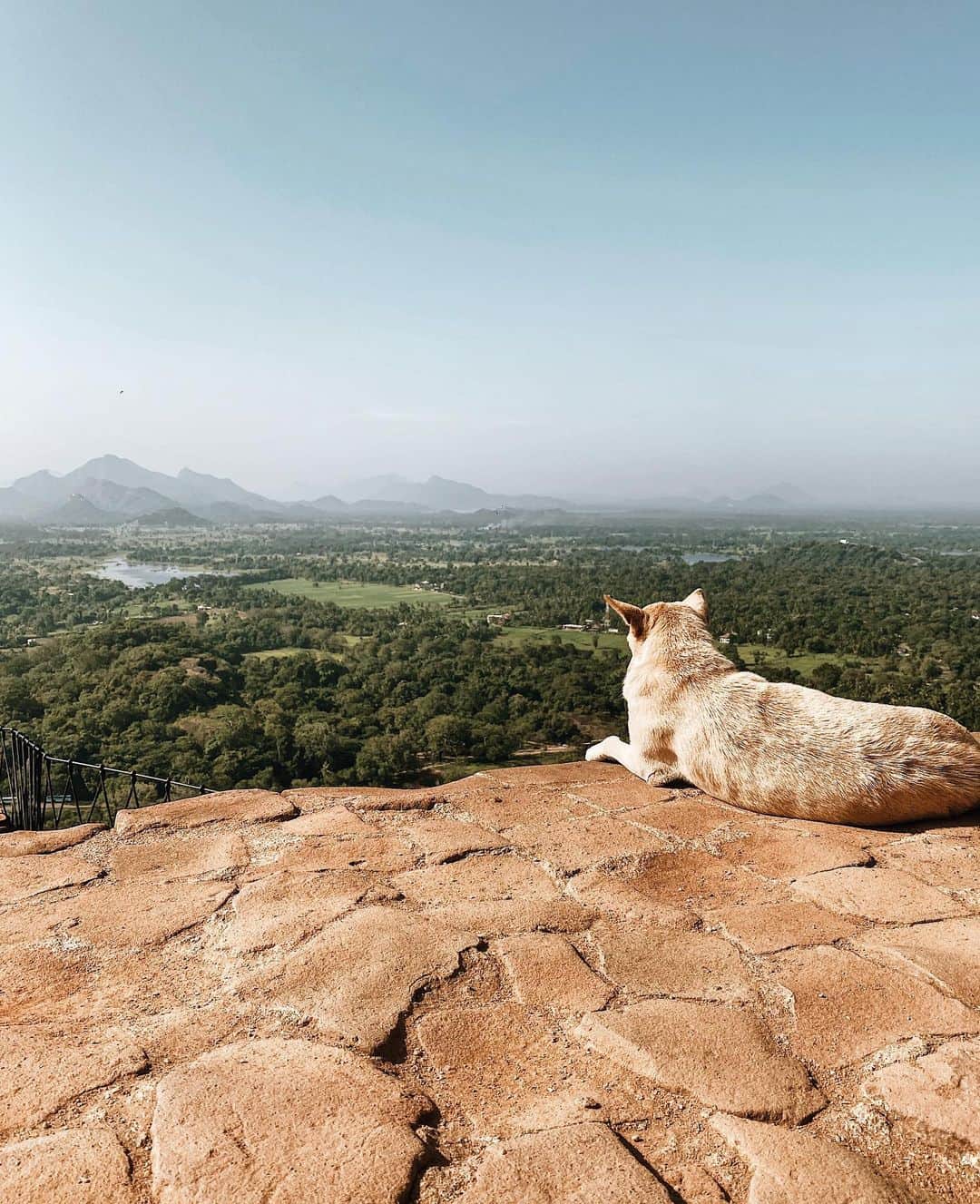 三浦大地さんのインスタグラム写真 - (三浦大地Instagram)「Sigiriya Rockの天辺で景色を眺める犬。  どうやって登ってきたのか？  どうやって降りるのか？  飼主はいるのか？  なんてどうでも良い。  経緯なんて気にしてどうする？  そこに存在していることには間違い無い。  ただ、この犬はまわりを気にせず太陽を浴びながら、この壮大な景色を眺める姿はとにかく気持ち良さそうだった。  #sogiriyarock #srilanka  #大地球散歩」2月13日 2時09分 - daichi_1127