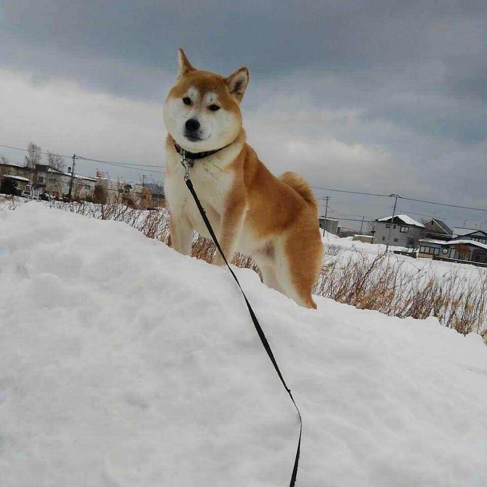 柴犬⭐️サスケさんのインスタグラム写真 - (柴犬⭐️サスケInstagram)「おはわん #柴北会 #柴犬#赤柴#犬ら部 #ふわもこ部 #わんだフォ #茶助#北海道#雪山#一気に降りすぎ#ちまちま降ってくれや#帳尻合わせなくていいのに#早く溶けて#⛄#pecoいぬ部 #shibagram #shibastagram #🐶#🐶📷 #朝ん歩」2月13日 7時53分 - shiba20150405