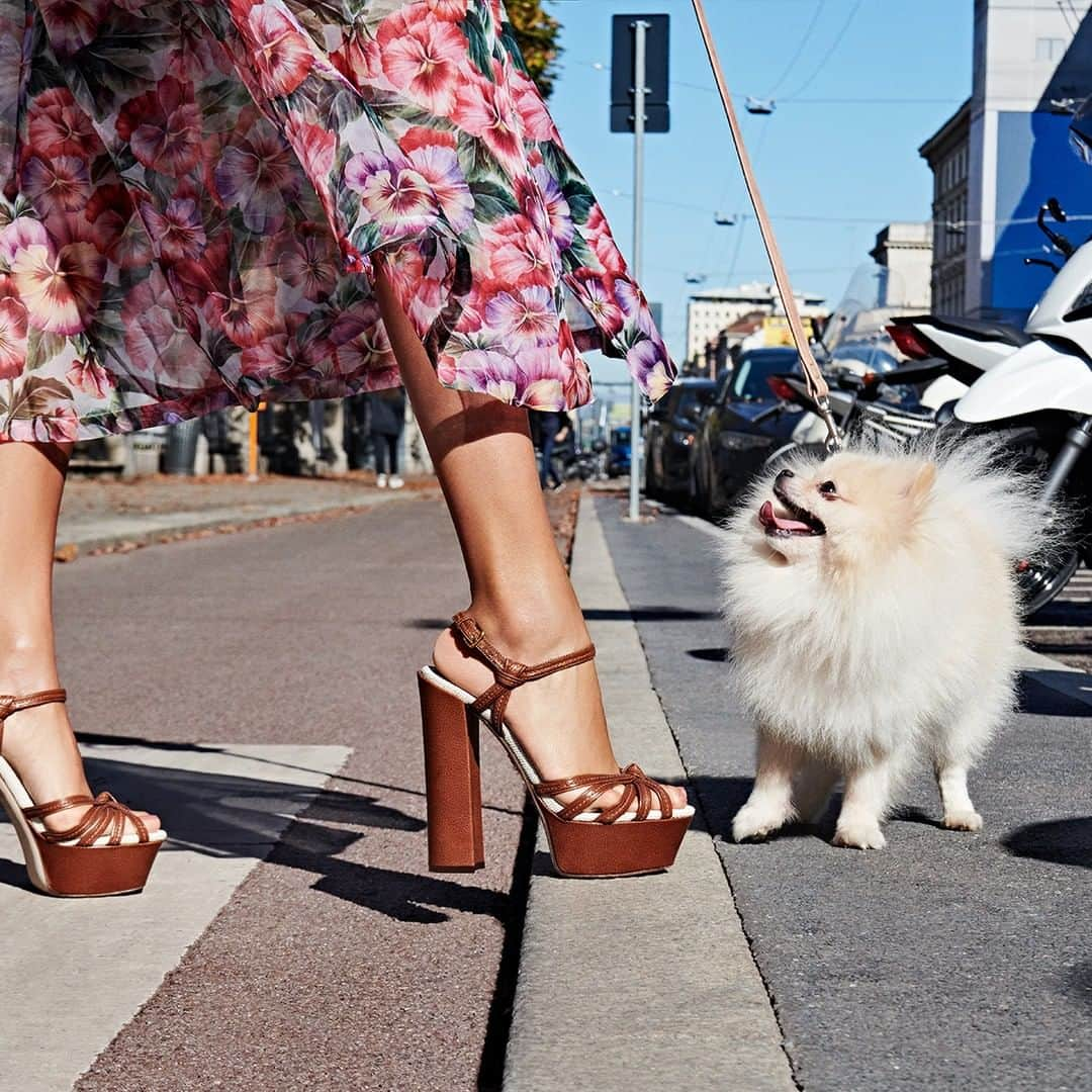 ドルチェ&ガッバーナさんのインスタグラム写真 - (ドルチェ&ガッバーナInstagram)「Petite, but you can’t miss her, Angy loves walking in the light breeze with her owner. #DGLovesAngy #DolceGabbana #DGSicily58 #DGShoes」2月13日 3時01分 - dolcegabbana