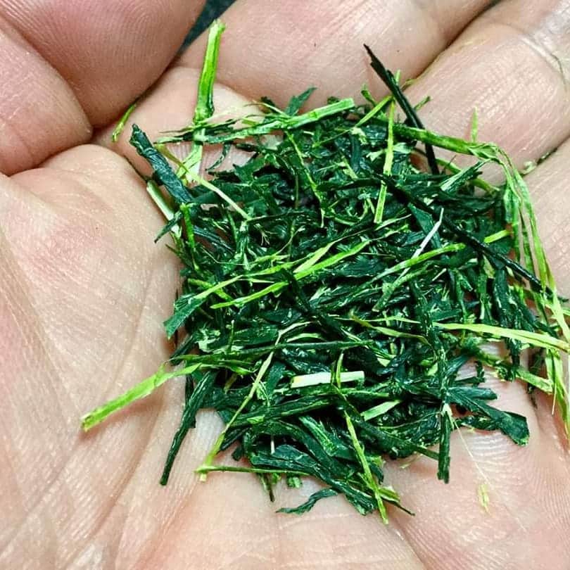 Wabi•Sabiのインスタグラム：「It's only three months before  the first picked tea of this year is available. #freshtea #newtea #japanesetea #greentea #sencha #ryokucha」