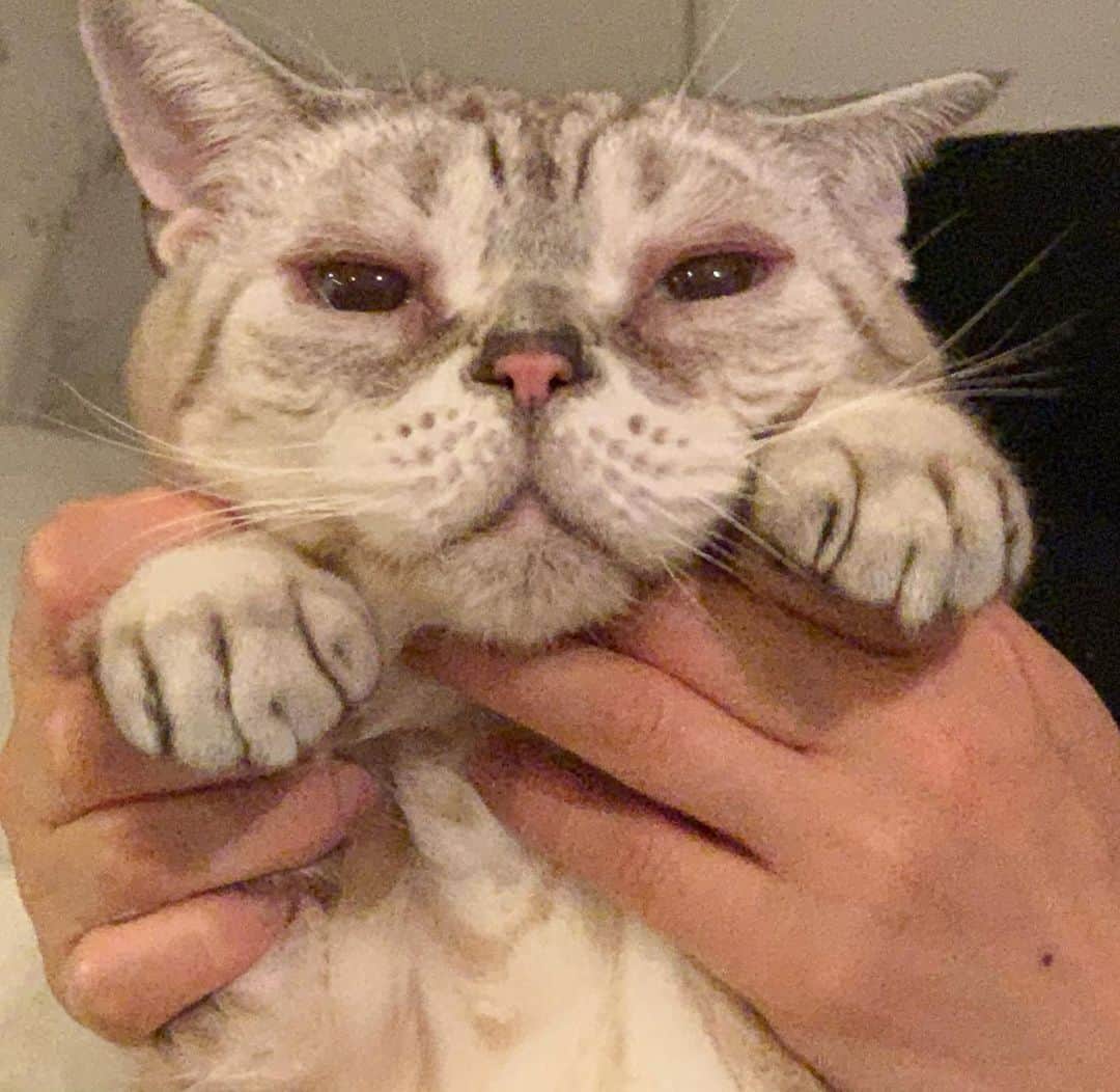 のインスタグラム：「かわいすぎるよガルちゃん❤️ #garu_cat #ガル様」