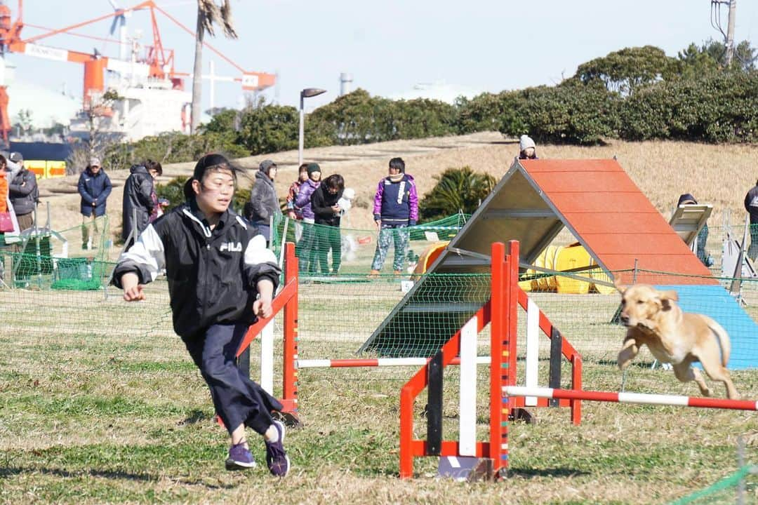 【公式】東京コミュニケーションアート専門学校ECOさんのインスタグラム写真 - (【公式】東京コミュニケーションアート専門学校ECOInstagram)「2月9日に開催されたOPDES競技会in袖ヶ浦🐕本校の在校生も多数参加❗️見事ビギナークラスで1.2位入賞です✨ 1位詩ちゃん　2位吹雪ちゃん　強風の中、学生と呼吸を合わせて頑張ってくれました😁good job🏅 #tcaeco #動物 #動物専門学校 #ペット専門学校 #ドッグトレーナー #オプデス　#OPDES #入賞 #進路」2月13日 16時04分 - tca_eco