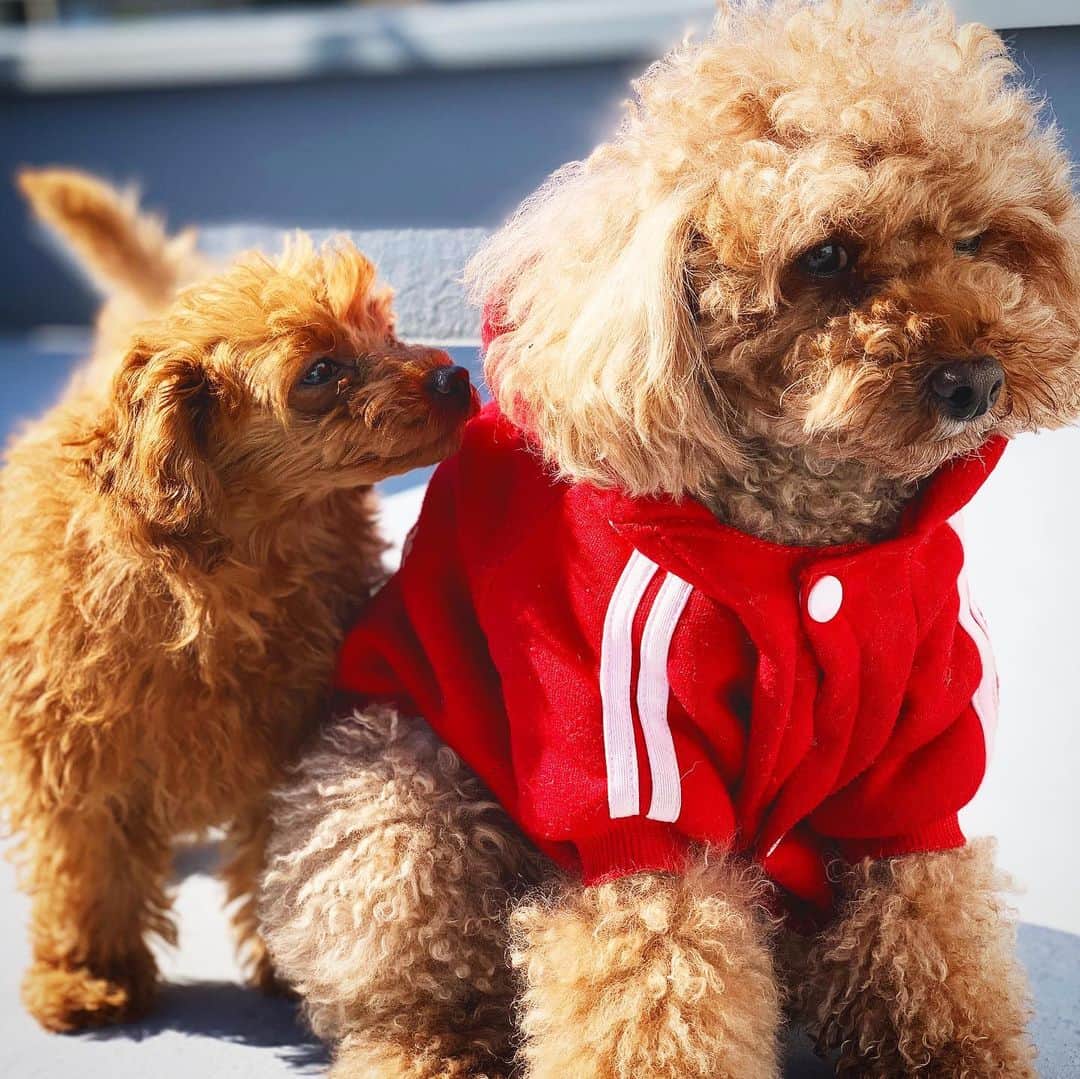 坂本眞一さんのインスタグラム写真 - (坂本眞一Instagram)「我が家に新しい家族がやってきました。名前はdoré（ドレ）。女の子。 先住犬brun（ブラン）と仲良くやってくれるかな。」2月13日 16時27分 - 14mountain