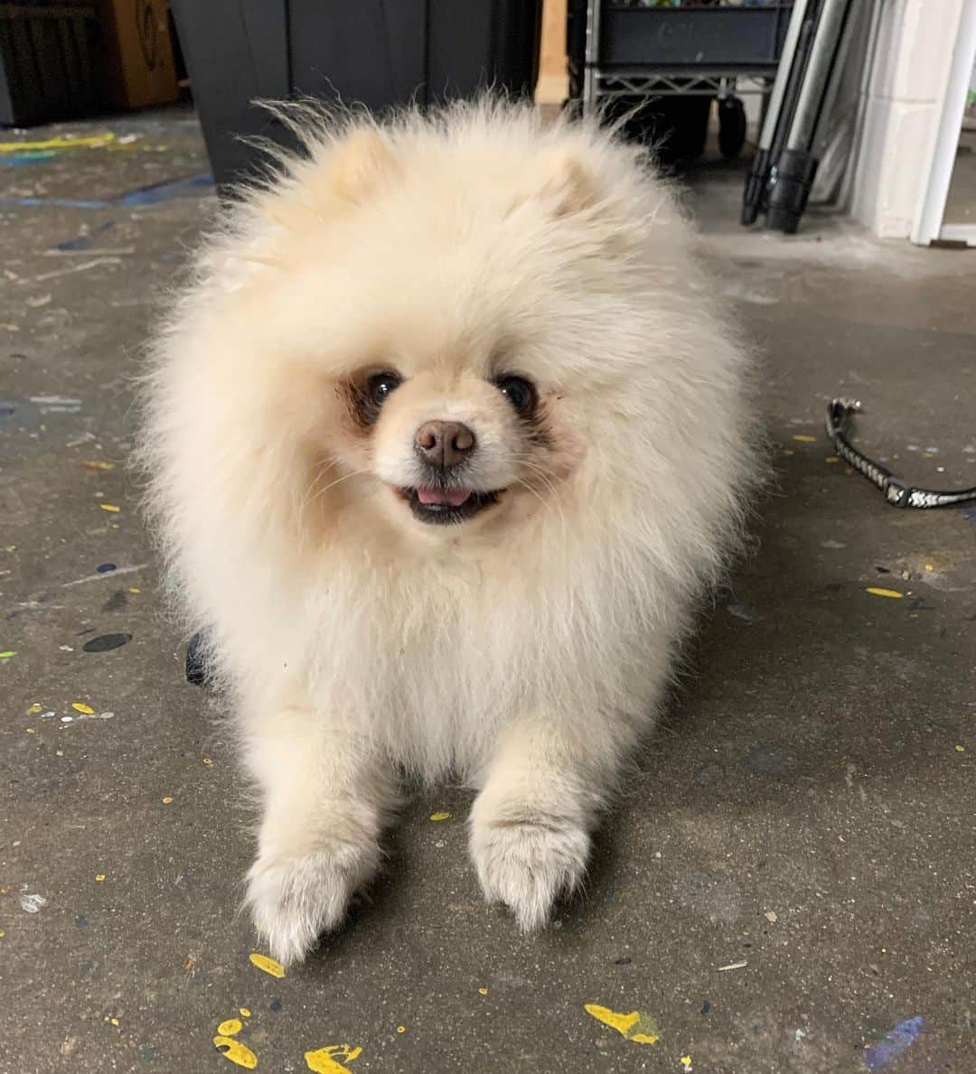 ブリトニー・パーマーさんのインスタグラム写真 - (ブリトニー・パーマーInstagram)「1 or 2? #BananaJoe #Hendrix #pomeraniansofinstagram」2月13日 7時58分 - brittneypalmer