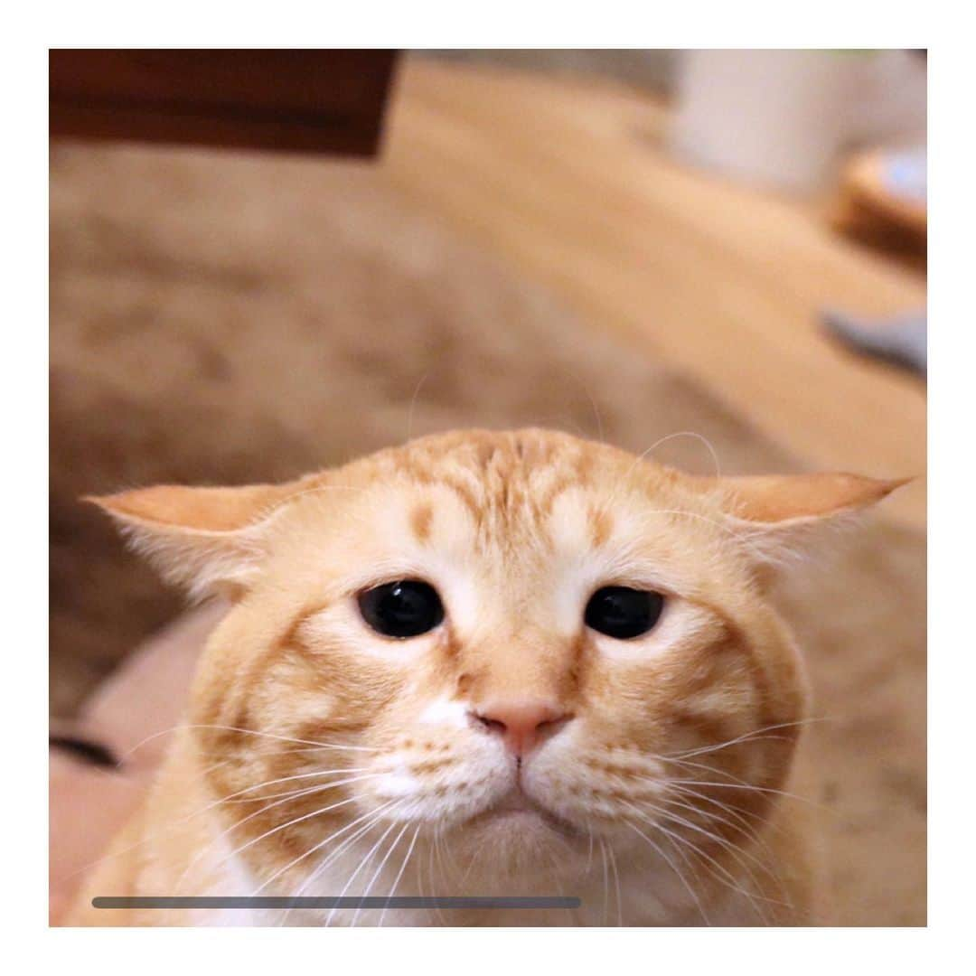 ぐっぴーさんのインスタグラム写真 - (ぐっぴーInstagram)「＊ Ｔ。 ・ #イカに文字 ・ Airplane ears.」2月13日 7時59分 - gupitaro