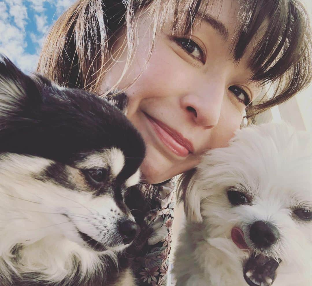 小野真弓さんのインスタグラム写真 - (小野真弓Instagram)「おはようございます^ ^ 3にん、ぎゅぎゅっと、ちわわせタイム🐶🐶🙋‍♀️ 今日は一日一緒だよ(*´꒳`*)💓 #チワワ#ハナちゃん #チワマル#ハルくん #いぬすたぐらむ #いぬばか部 #家族写真#chihuahua #maltese #mixdog #doglover #dogstagram  暖かい一日になりそうですね✨良い一日を^ ^」2月13日 8時47分 - hanaharuaroi