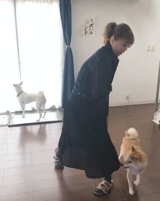 柴犬ハル&保護犬すずのインスタグラム