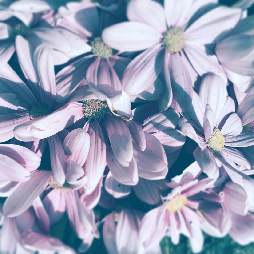 中野敬久さんのインスタグラム写真 - (中野敬久Instagram)「#flower #flowersoflife #purple #street #love」2月13日 10時29分 - hirohisanakano