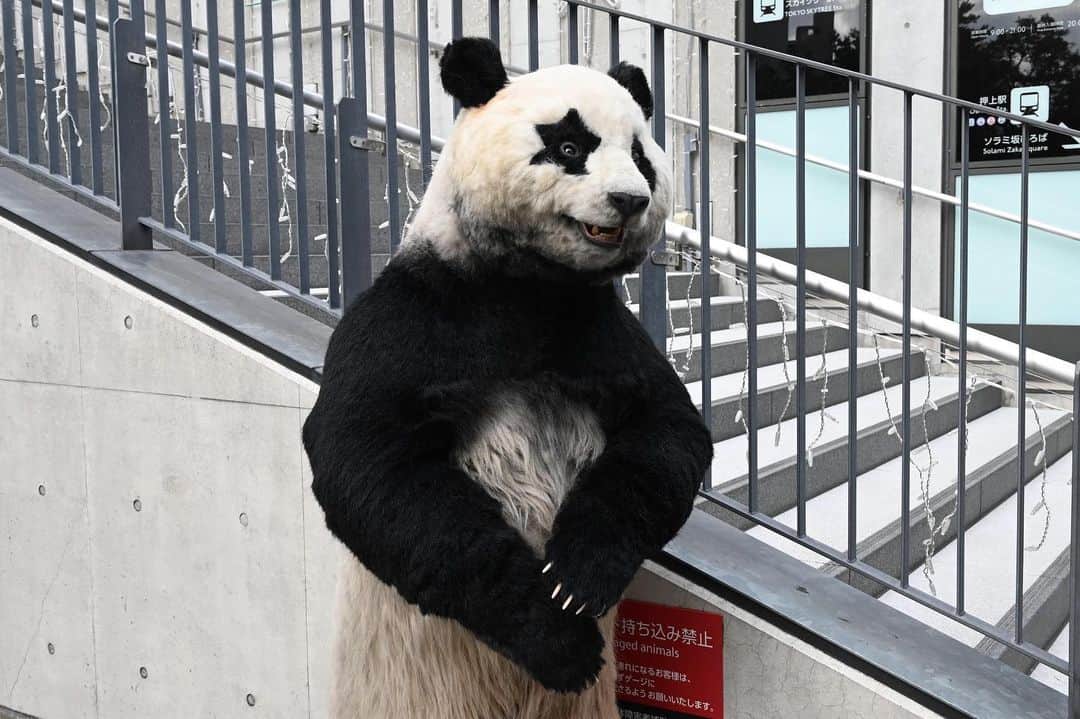 星星（セイセイ）さんのインスタグラム写真 - (星星（セイセイ）Instagram)「🥴 . #みんなびっくりしてくれるの #たのしっ #ヒヒヒ #星星 #パンダ #panda #pandagram #パンダ好きな人と繋がりたい #ZIP!」2月13日 17時08分 - seisei_panda