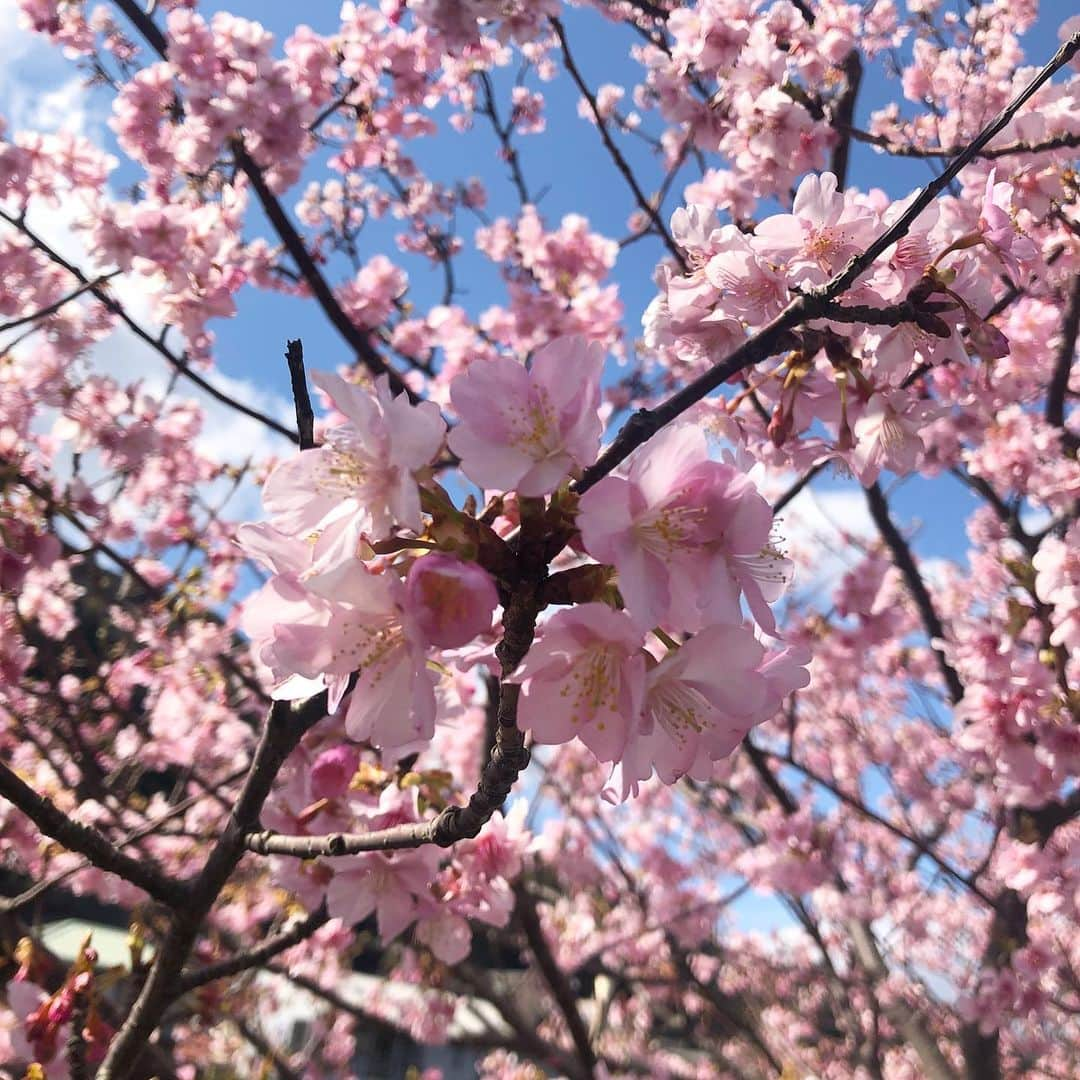 忍野さらさんのインスタグラム写真 - (忍野さらInstagram)「🇯🇵」2月13日 11時46分 - oshinosara